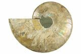 Cut & Polished Ammonite Fossil (Half) - Madagascar #310679-1